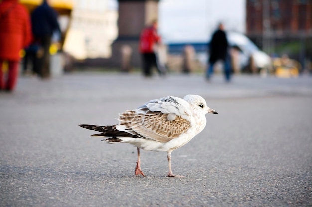 Oiseau d'Helsinki