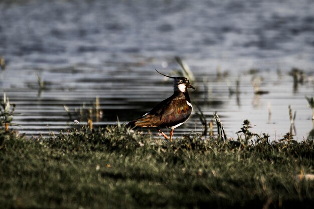 Photo oiseau sur l'herbe près du lac