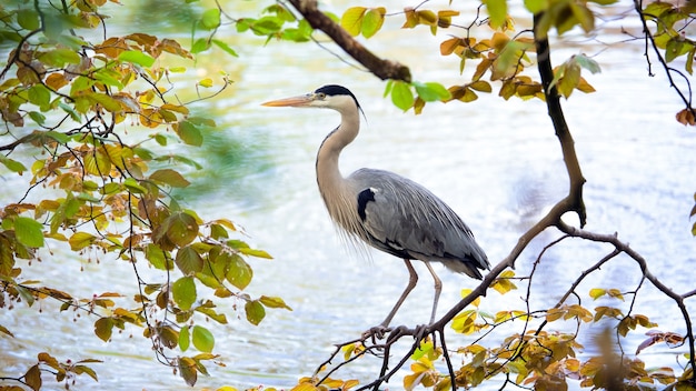 Oiseau héron cendré sur l'arbre