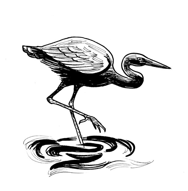 Oiseau de héron debout dans l'eau Dessin à la main à l'encre rétro en noir et blanc