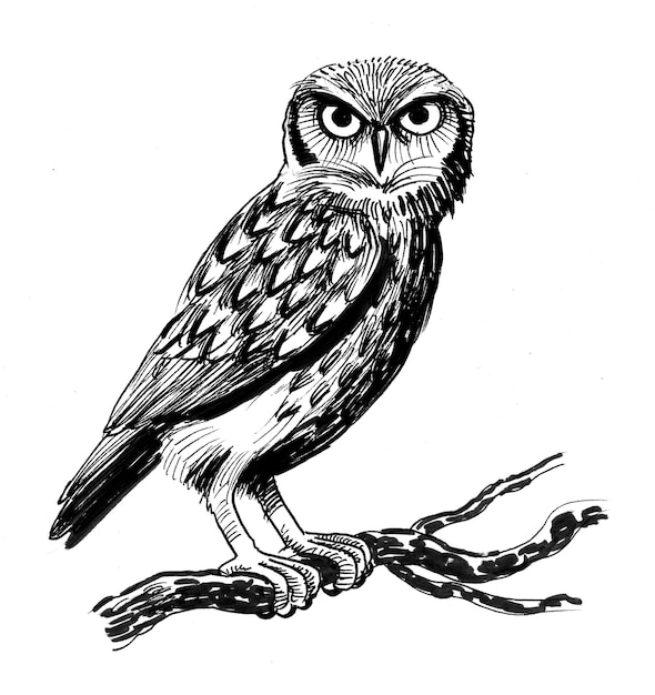 Oiseau hibou assis sur une branche d'arbre. Dessin noir et blanc à l'encre