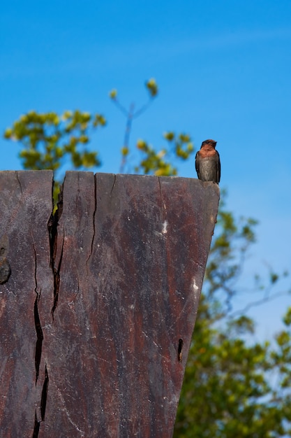 Photo un oiseau d'hirondelle sur un ciel bleu.