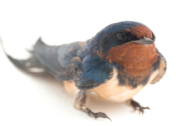 Oiseau hirondelle rustique sur fond blanc