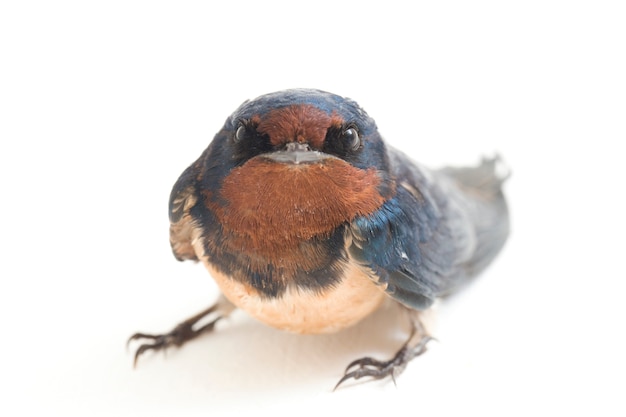 Oiseau Hirondelle Rustique Sur Fond Blanc