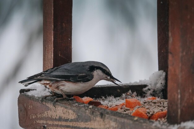 Photo oiseau hiver nature mésange