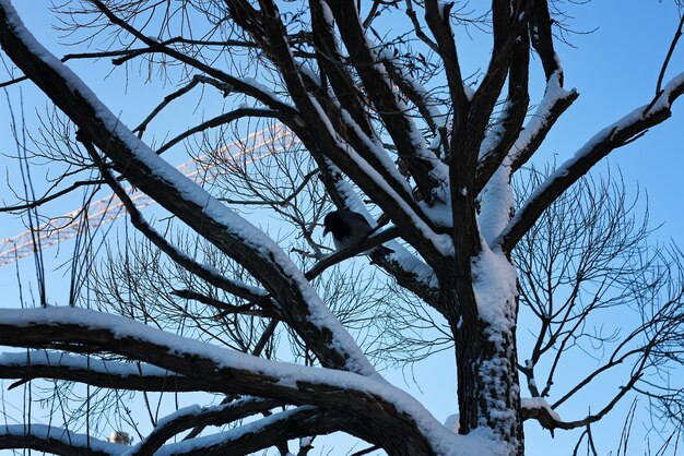 Oiseau d'hiver nu bouleau