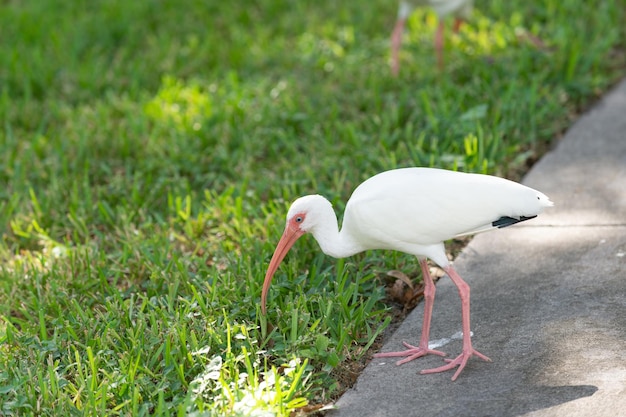 Oiseau ibis copie espace oiseau ibis dans la faune oiseau ibis dans la nature photo d'oiseau ibis en plein air