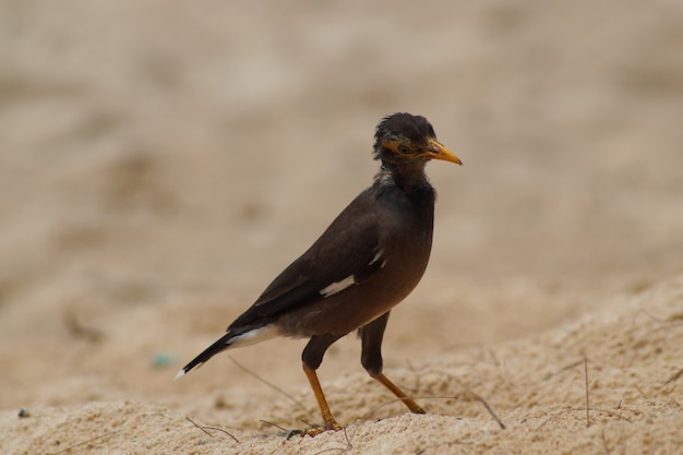 Un oiseau incliné marche sur une plage de sable. Oiseau sur la plage de Thaïlande