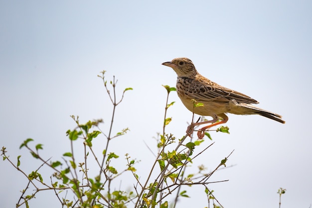 Oiseau indigène coloré se trouve sur la branche