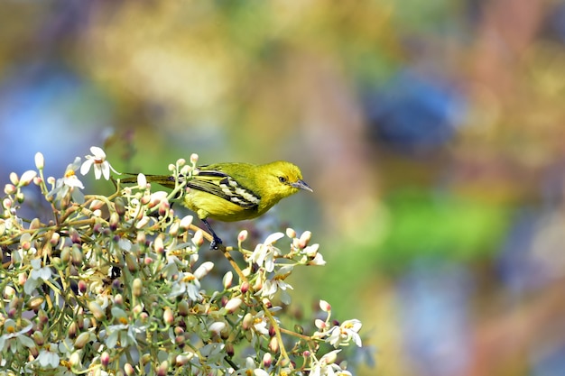 Oiseau Iora commun sur une branche d'arbre