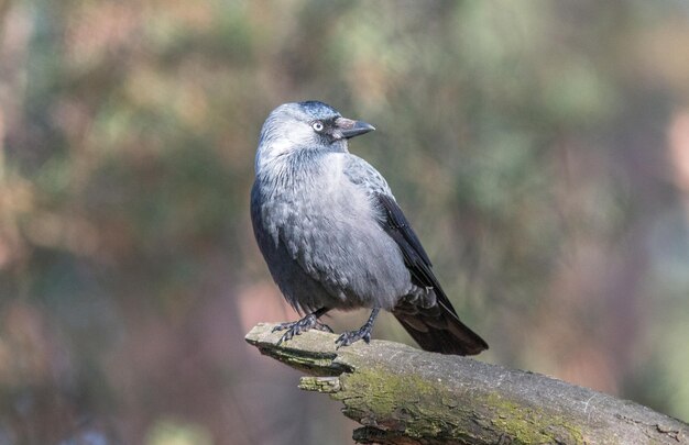 oiseau jackdaw assis sur une branche sèche dans le parc