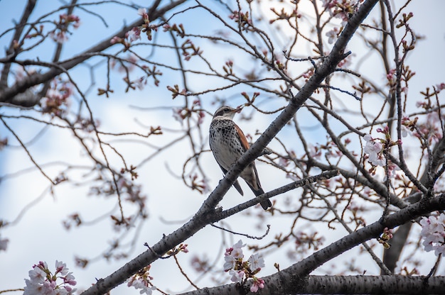 Oiseau japonais sur branche de sakura regardant vers la gauche