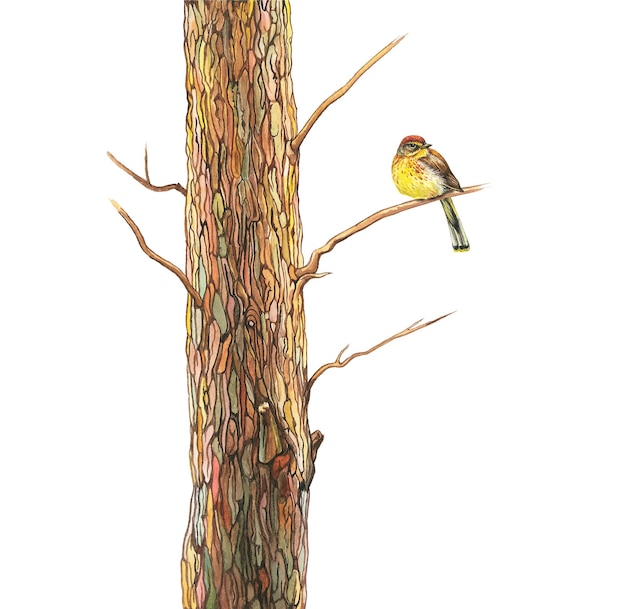 oiseau jaune sur un arbre illustration aquarelle sur papier