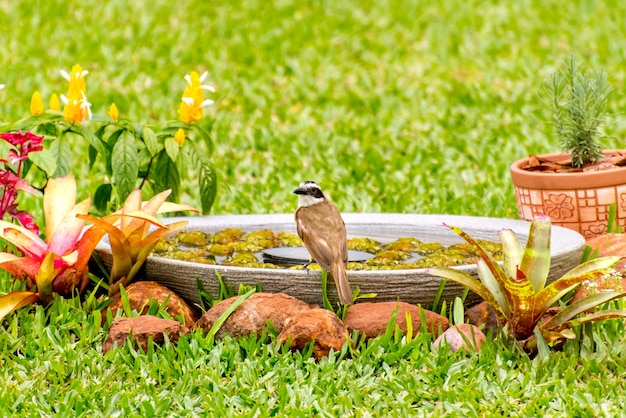 Oiseau jaune dans la fontaine de jardin