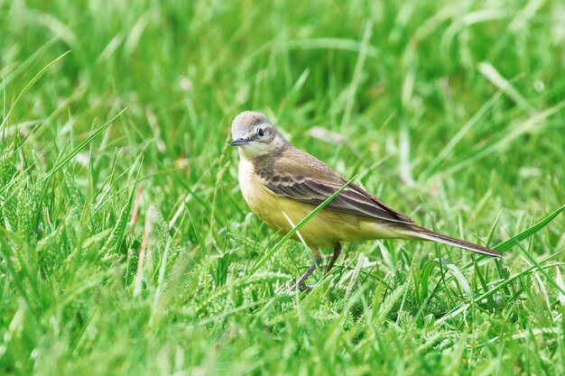 Oiseau jaune dans l'herbe, Bergeronnette printanière (Motacilla flava)