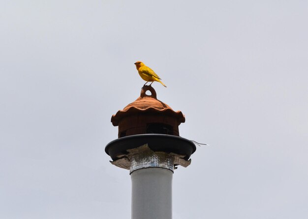 Oiseau jaune dans sa maison