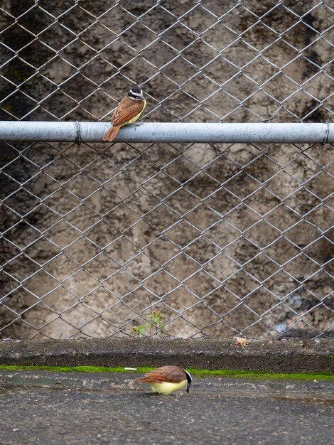 Oiseau jaune mangeant dans le parc