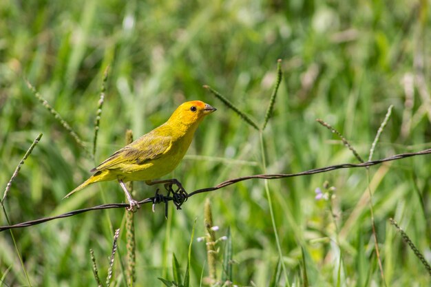 Un oiseau jaune perché sur une clôture dans un champ.