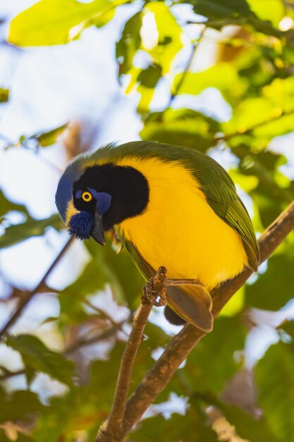 oiseau jaune et vert