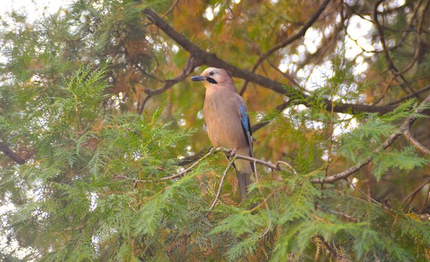 Photo oiseau jay sur un arbre dans la forêt