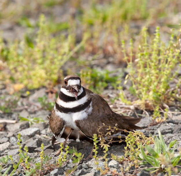 Oiseau kildir défendant son nid