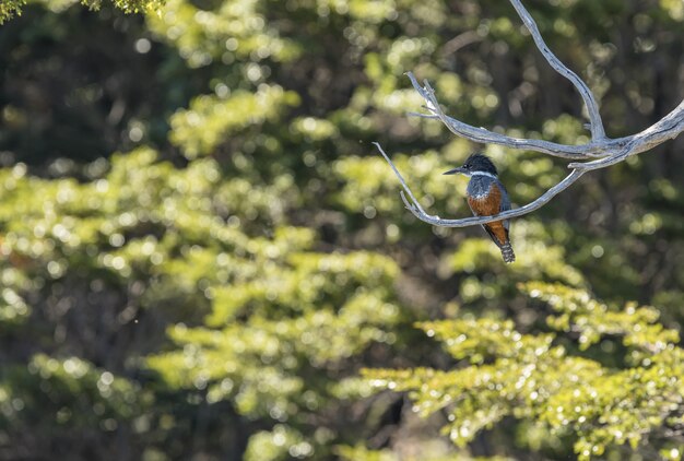 Oiseau Kingfisher perché sur une branche