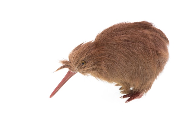 oiseau kiwi isolé sur fond blanc