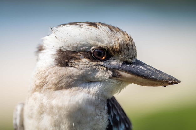 Un oiseau kookaburra au bec noir