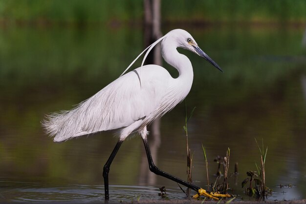 Photo un oiseau sur un lac