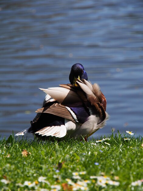 Photo un oiseau sur un lac