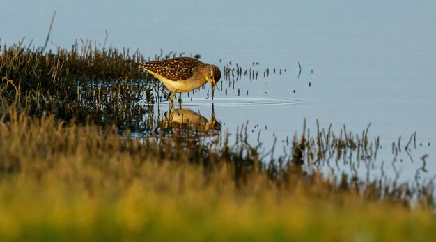 Photo un oiseau sur un lac