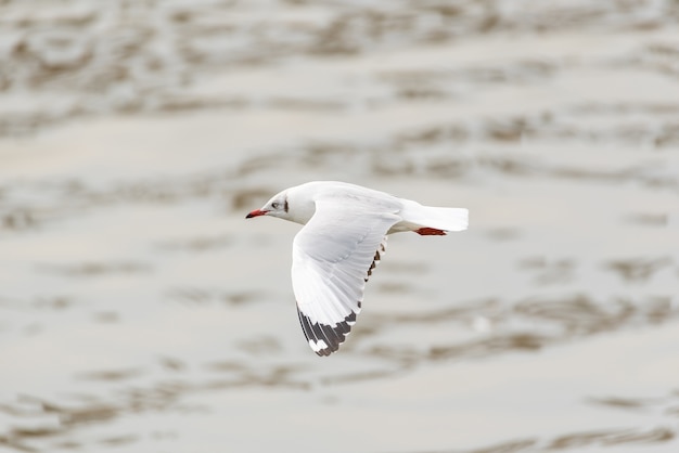 Oiseau (Laridae, Chroicocephalus brunnicephalus) de couleur blanche et grise volant dans le ciel