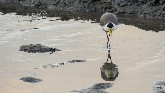 Oiseau limicole avec ses pattes croisées sur une flaque générée par la marée basse