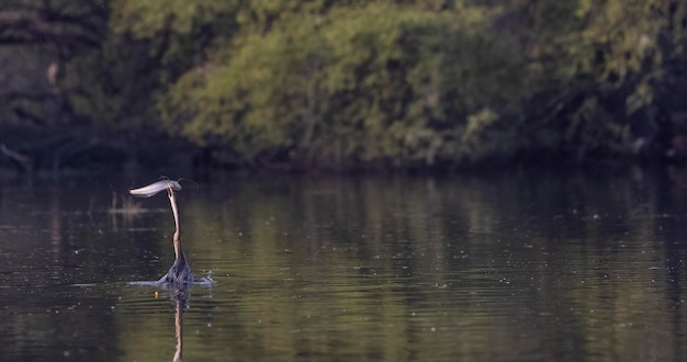 Photo un oiseau avec un long cou et un long cou nage dans l'eau.