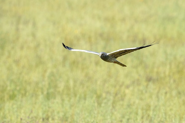 Un oiseau avec une longue queue et une longue queue vole au-dessus d'un champ.