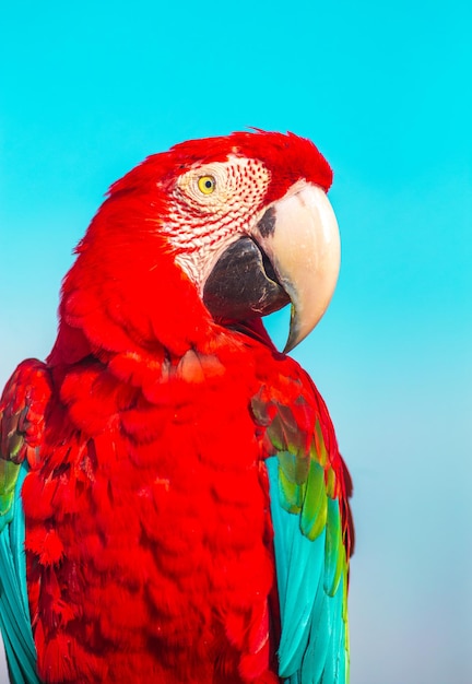 L'oiseau macaw rouge est une photographie aux couleurs vives.