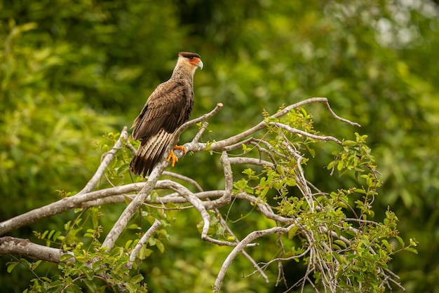 Photo oiseau majestueux et coloré dans l'habitat naturel oiseaux du nord du pantanal brésil sauvage faune brésilienne pleine de jungle verte nature et nature sud-américaine