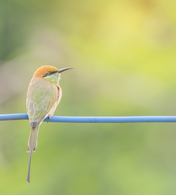 oiseau mangeur d&#39;abeille verte sur fil