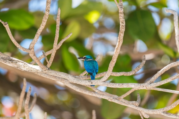 Photo oiseau (martin-pêcheur à collier) dans une nature sauvage