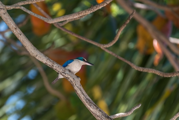 Oiseau (Martin-pêcheur à collier) dans une nature sauvage