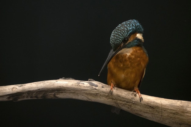 Oiseau martin-pêcheur isolé sur noir