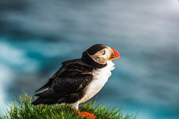 Oiseau De Mer Macareux Sauvage De L'atlantique Dans La Famille Des Pingouins.