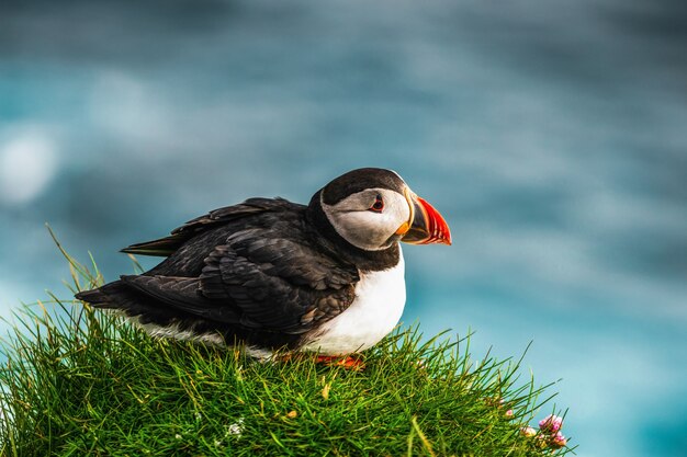 Oiseau de mer macareux sauvage de l'Atlantique dans la famille des pingouins.