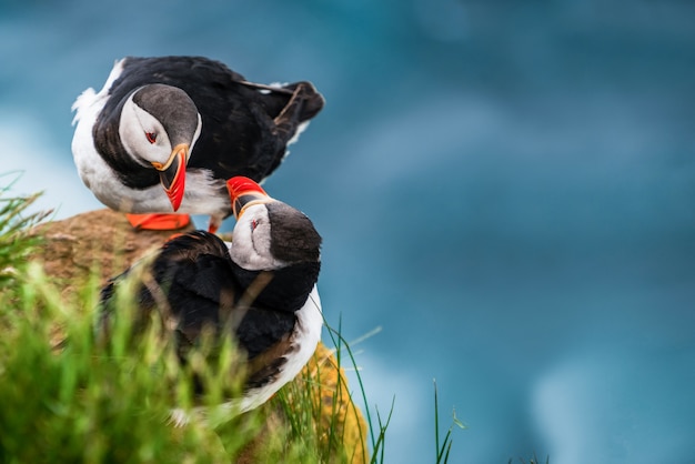 Oiseau de mer macareux sauvage de l'Atlantique dans la famille des pingouins.