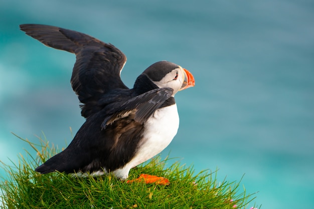 Oiseau de mer macareux sauvage de l'Atlantique dans la famille des pingouins.