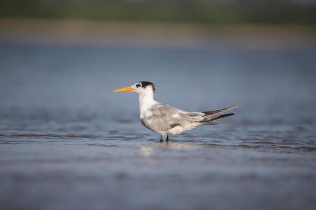 Oiseau de mer - Petite sterne huppée dans le lac de remous