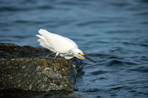 Oiseau de mer sauvage du héron blanc également connu sous le nom de grande aigrette neigeuse ou chasse au bord de la mer en été