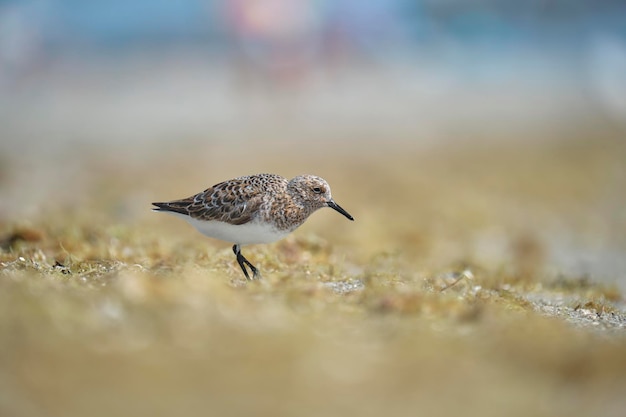 Oiseau de mer sauvage du Pluvier argenté à la recherche de nourriture en bord de mer en été