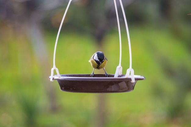 Oiseau mésange géant assis sur une boîte de graines.