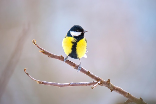 Oiseau Mésange sauvage jaune perché sur une branche d'arbre par une froide journée d'hiver